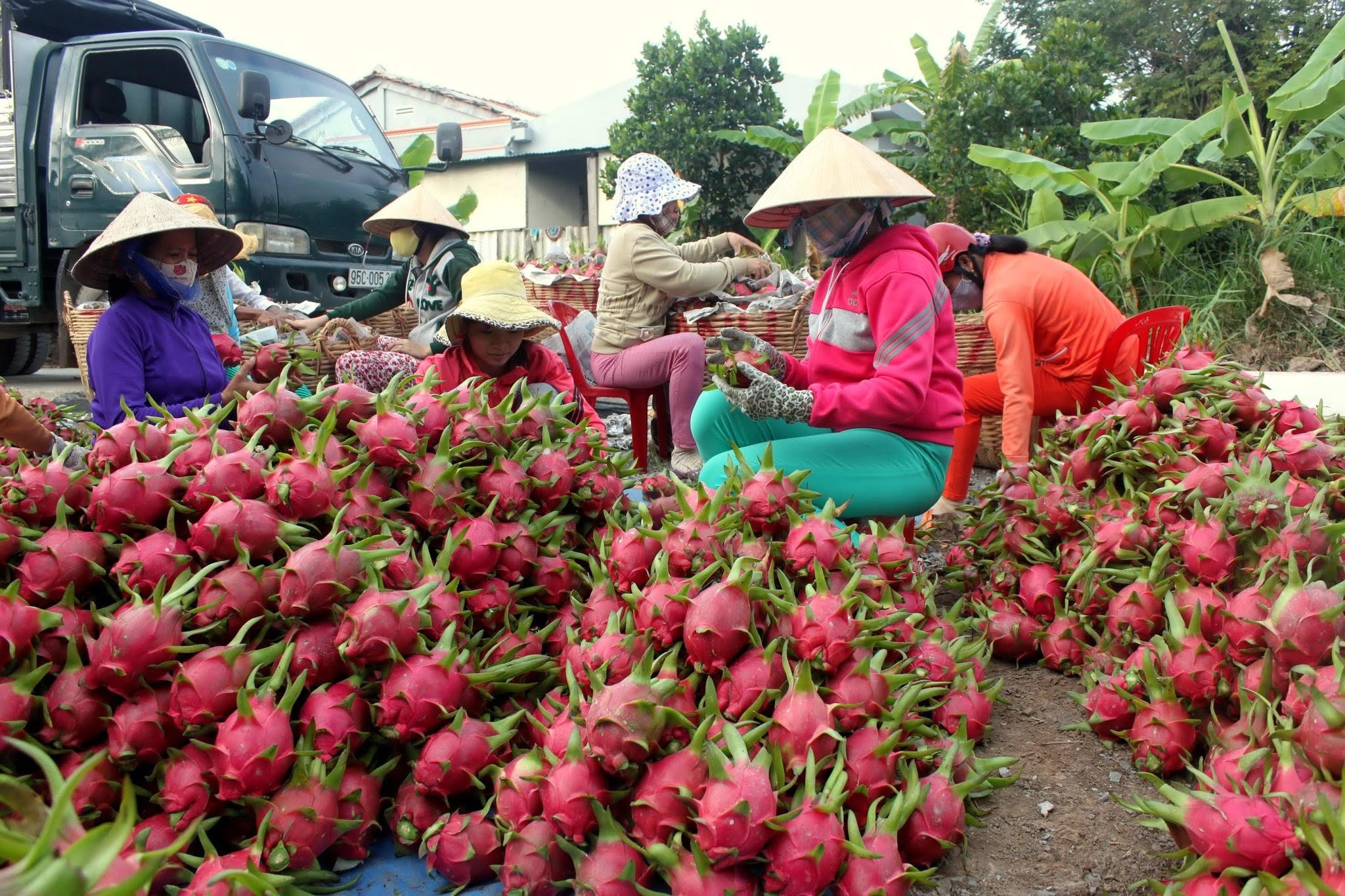 Xuất khẩu thục phẩm qua china